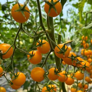 Roșii cherry galbene